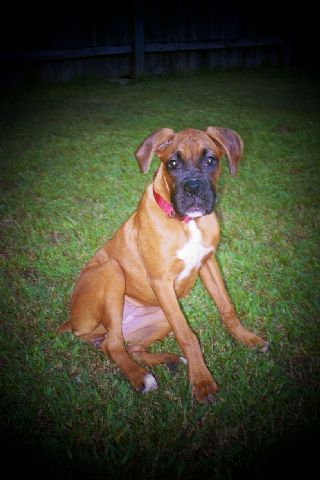 My Leila