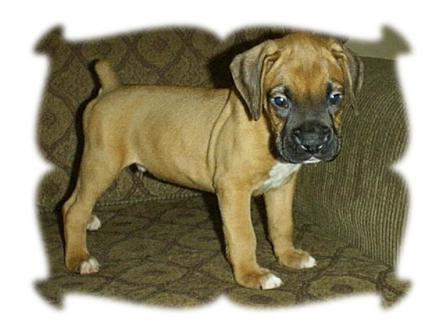My little Bobblehead--6 weeks old