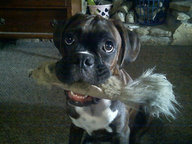 My little boy Rosscoe