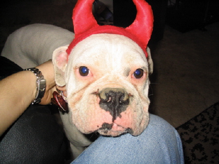 My Little Devil