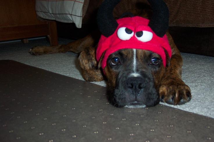 My Little Devil