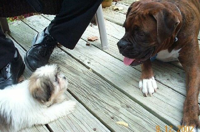 my little friend