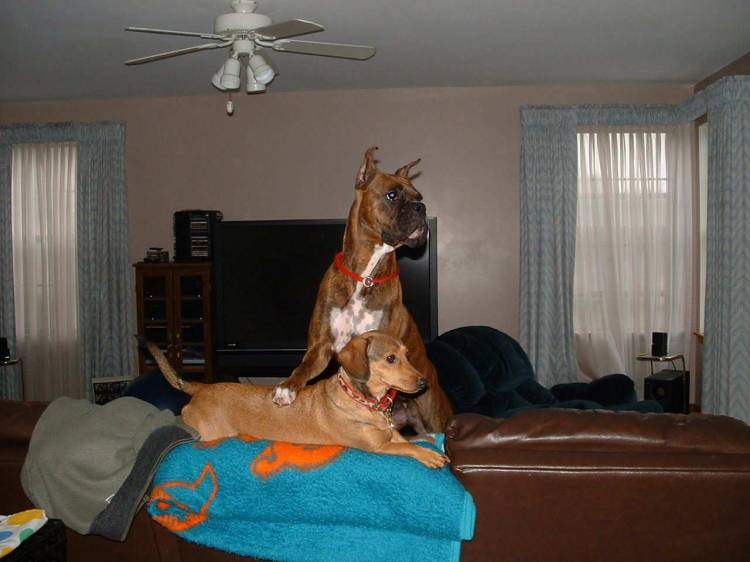 My "Little" House Guest - Bailey