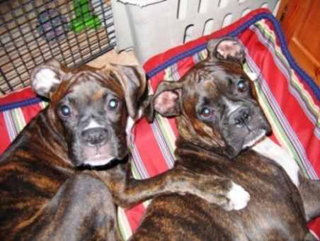 My little loves...