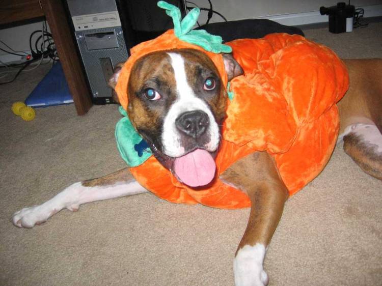 My Little Pumpkin!