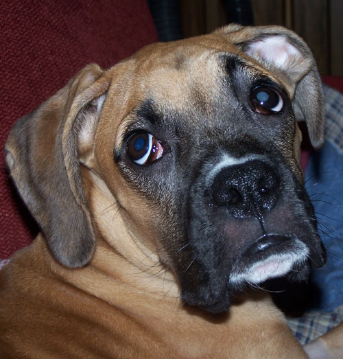 My little Rocky boy!