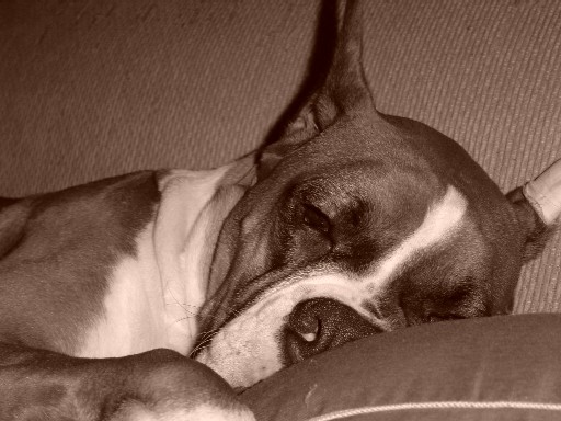 My little sleeping Bear