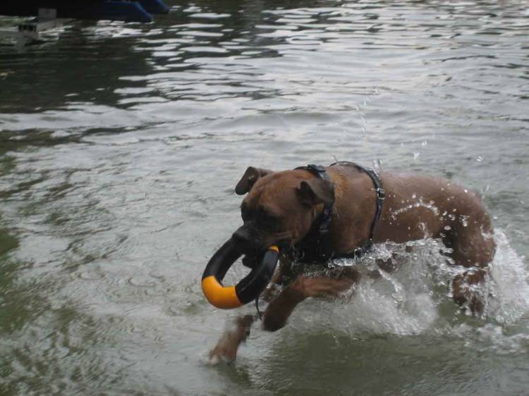 My little water dog