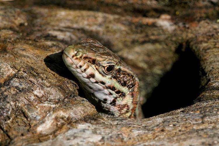 My lizard