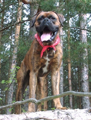 my  love Frodo 2 years old