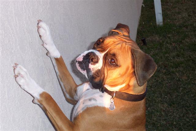 My Lovely Lady Samantha