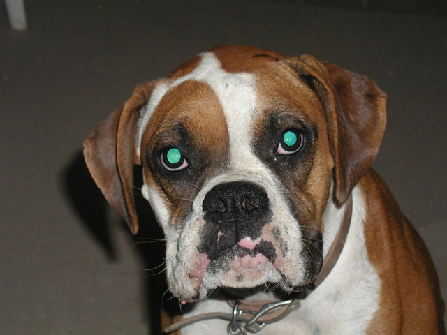 My Lucy Girl