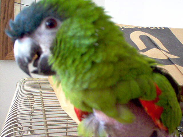 My Macaw Reggie