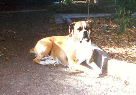 My Mollie Girl