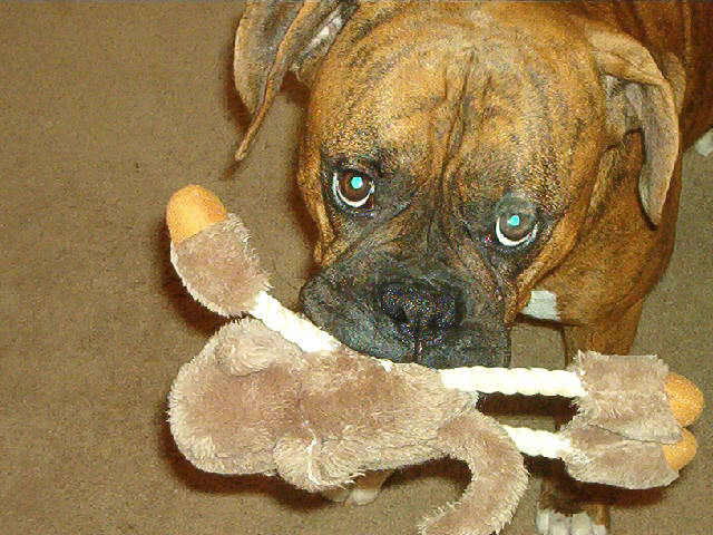 My Monkey