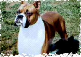 my nane is  georgous George