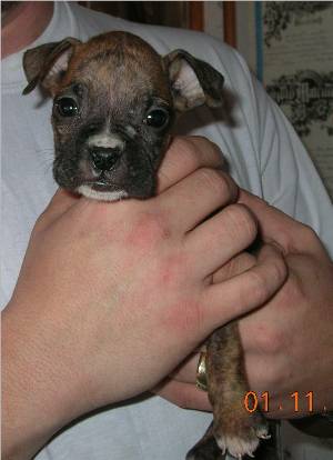 My new baby when we got her... 8 wks old....