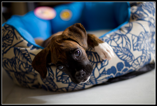 My new bed