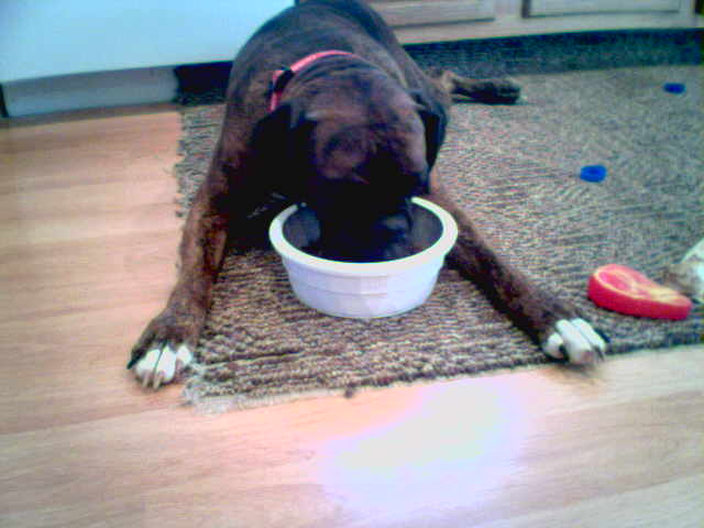 My new bowl is to much....