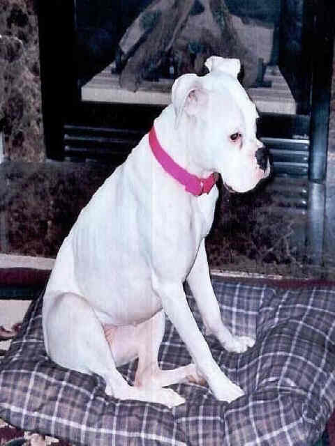My New Girl