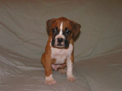 My New Lil Darling