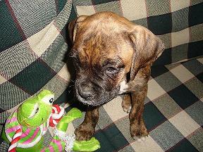 MY NEW MEMBER OF THE FAMILY  ROCKY "SLY" PEREZ