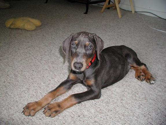 my new pup