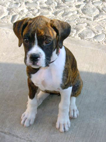 My new puppy Lola