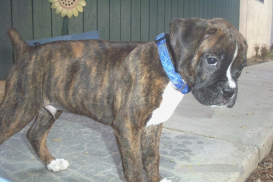My new sweetie Lucius