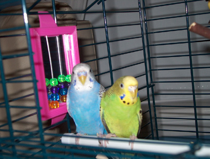 My other little friends