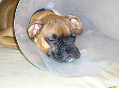 My own personal conehead