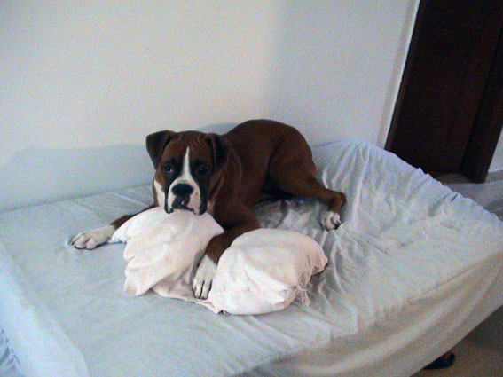 My pillow