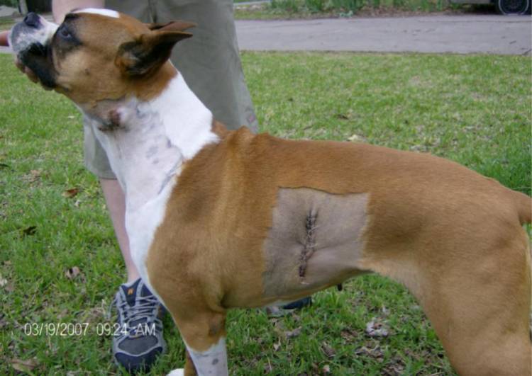 my poor baby's biopsy
