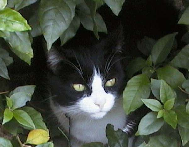 My precious kitty
