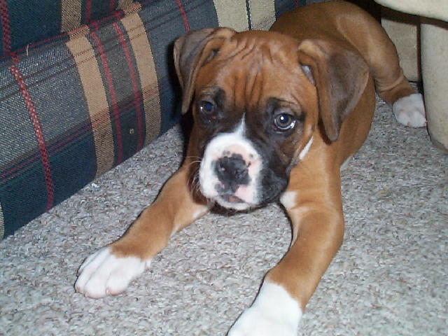 My precious puppy!!