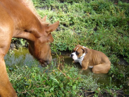 My puddle