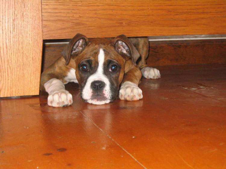 My Puppers