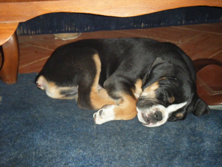 My puppy 1