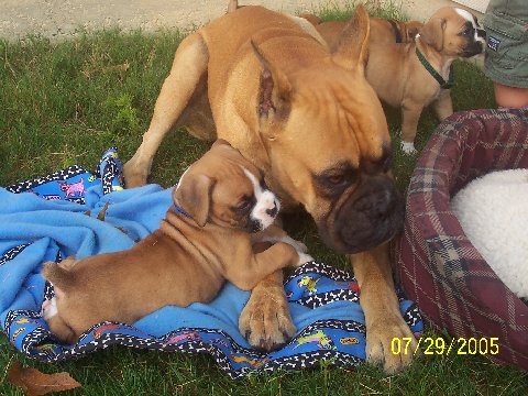 My puppy Charlie & his dad Darby