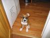 My puppy
