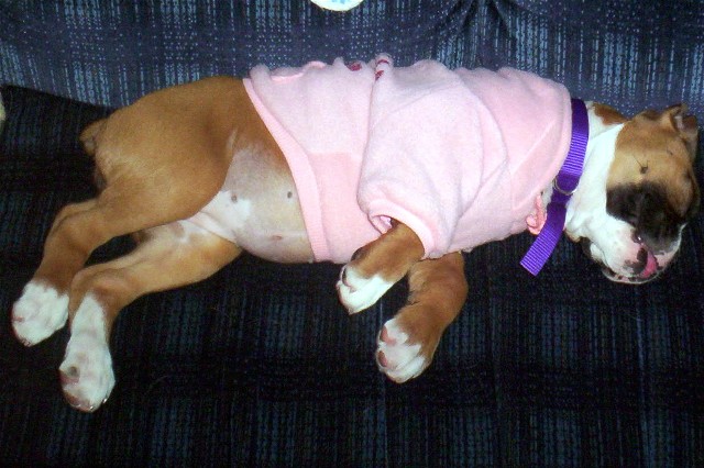 My Puppy