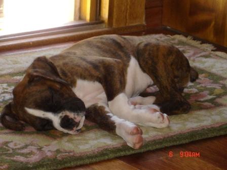 My Puppy