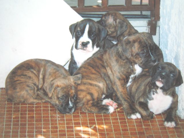 My puppy's