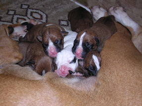 my pups