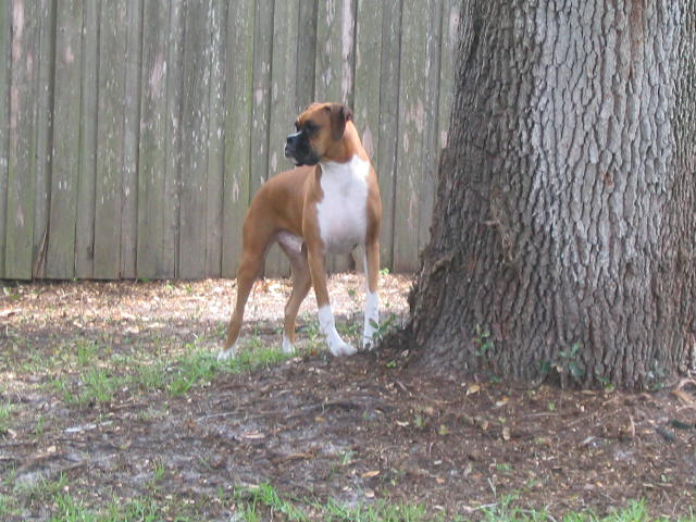 My Rescue Boy...Leo