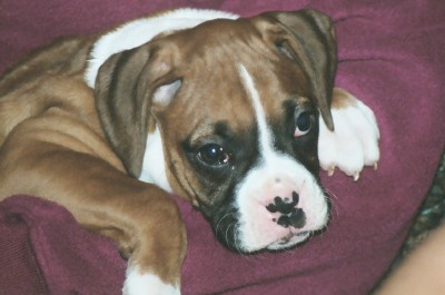My Rosy