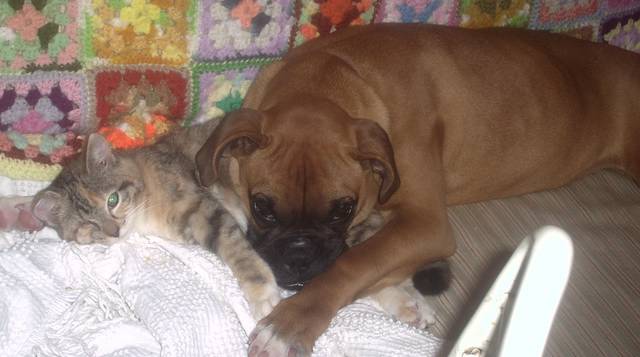 My Roxie and Miracle
