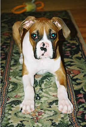 My rug!