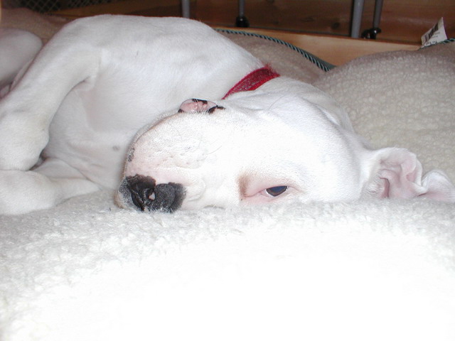 MY SADIE