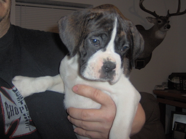 My Sadies girl again 7wks